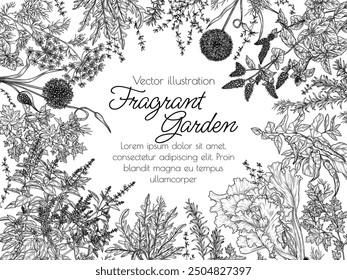 ector illustration fragrant garden. Herbs and spices. Garlic, chili pepper, dill, parsley, rosemary, red basil, mint, arugula, salad, thyme
