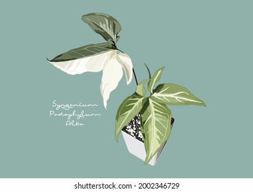 Vektorgrafik des Syngonium Podophyllum Albo Variegated