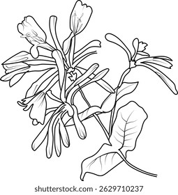 ector sketch honeysuckle flowers. Vector illustration of a Beautiful flower with a bouquet honeysuckle flower and leaves. vintage floral vector illustration, detailed flower coloring pages printable