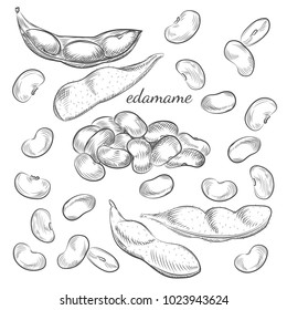 Edamame beans and pods isolated on white background. Edamame hand drawn sketch in vector.