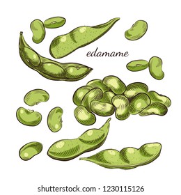 Edamame Beans And Pods Isolated On White Background. Edamame Hand Drawn Sketch In Vector.