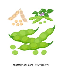 Edamame, immature soybeans and mature soy beans in pods. Soybean product - vector illustration isolated on white background.