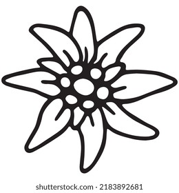 Edelweiss blossom flower swiss black on white vector