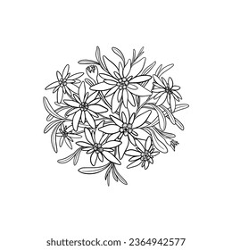 Edelweiss bouquet. Branches with leaves and flowers. Tattoo design. Hand drawn contour vector illustration.