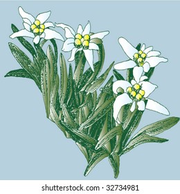 edelweiss color