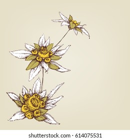 Edelweiss-Grußkarte