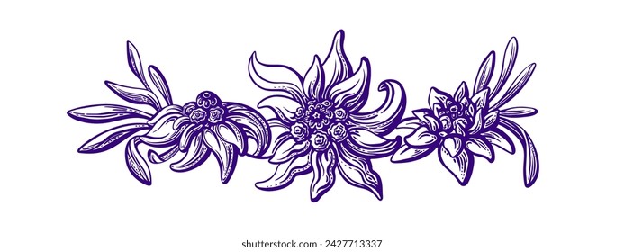 Edelweiss emblem. Flower in bloom, details leaves. Vector hand drawn illustration. Mountain plant. Symbol of Oktoberfest holiday, swiss, alpine