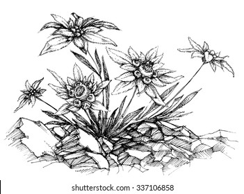 Edelweiss etch
