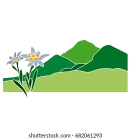 Edelweiss flower in the Alpine Mountains