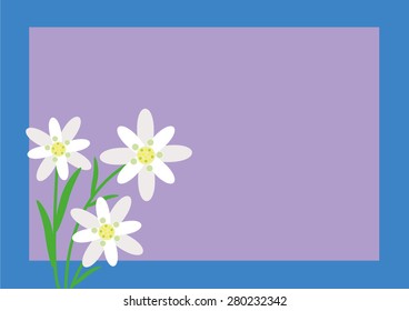 Edelweiss flower alps vector