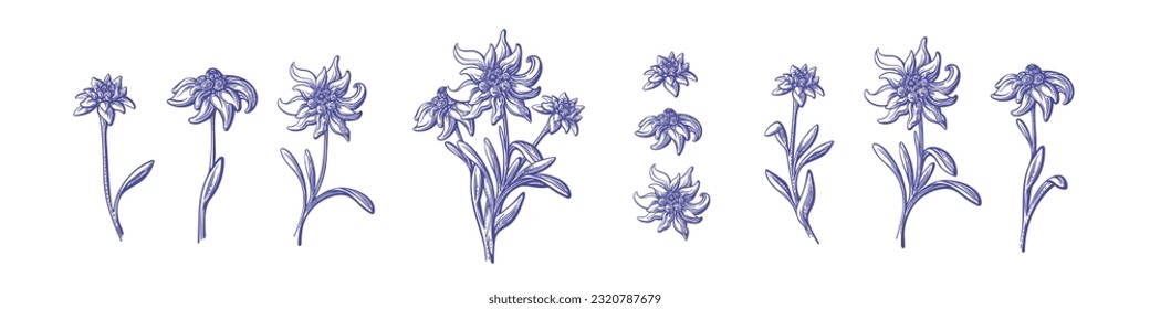 Flor de edelweiss en flor, hojas de textura. Colección dibujada a mano por vectores. Planta de montaña. Símbolo de la fiesta de Baviera y Oktoberfest