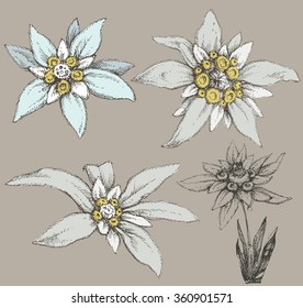Edelweiss flower collection