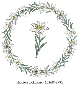 Edelweiss flower. Floral wreath. Mountain plant. Hand drawn vector illustration in sketch style.