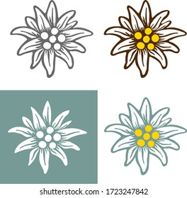 edelweiss flower icon vector alpine icon flat web sign symbol logo label