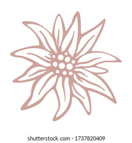 edelweiss flower icon vector alpine icon flat web sign symbol logo label