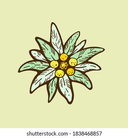 ícono de flor edelweiss vectorial icono alpino símbolo de web plana conjunto de etiquetas