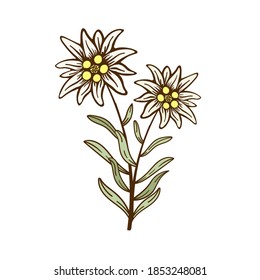 edelweiss flower icon vector alpine icon flat web sign symbol logo label set