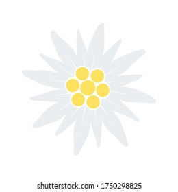 Edelweiss flower icon. Vector illustration isolated on white