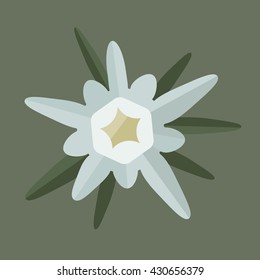 Edelweiss flower isolated on  with background vector.