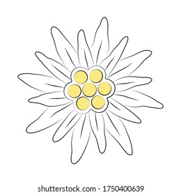 Edelweiss flower line icon. Vector illustration isolated on white