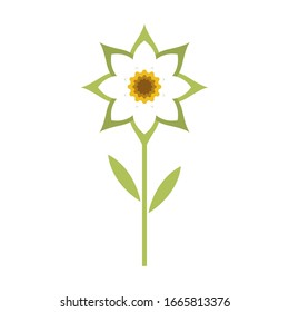 Edelweiss flower logo illustration vector design