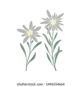 Edelweiss flower. Mountain plant. Hand drawn vector illustration in sketch style.