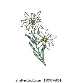 Edelweiss flower. Mountain plant. Hand drawn vector illustration in sketch style.