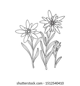 Edelweiss flower. Mountain plant. Hand drawn vector illustration in sketch style.