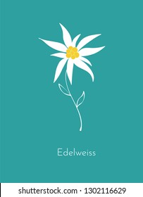 Edelweiss flower on blue background. 