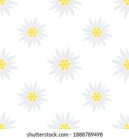 Edelweiss flower seamless pattern. Vector flowers texture illustration isolated on white
