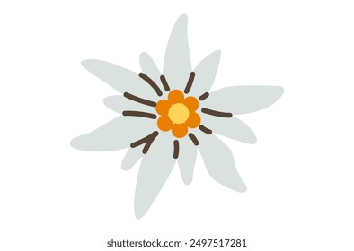 Edelweiss Flower. Symbol for Alpinism and Mountain. Vector Flat Illustration.