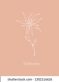 Edelweiss flower. Symbol. Element for design