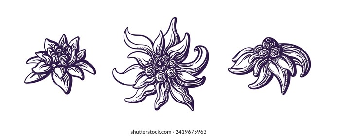 Edelweiss flower. Vector hand drawn set. Mountain plant isolated. Rustic symbol of Bavaria and Oktoberfest