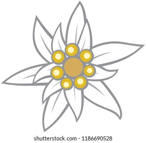 Edelweiss flower vector illustration