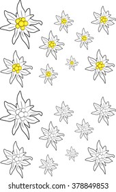 Edelweiss flower vector illustration set