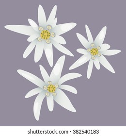 Edelweiss flowers.