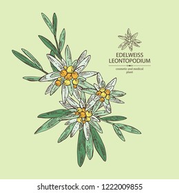 Edelweiss: edelweiss flowers and leaves. Leontopodium. Cosmetic and medical plant. Vector hand drawn illustration