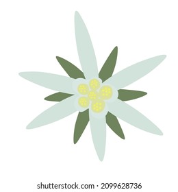 Edelweiss flowers and leaves. Vector stock illustration. Leontopodium. Cosmetic and medical plant. Isolated on a white background.