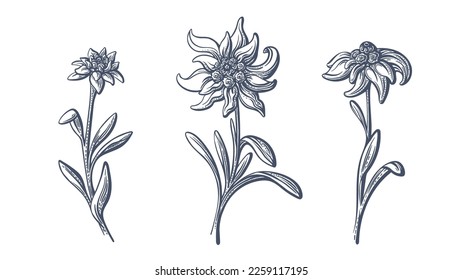 Edelweiss flowers set. Vector hatching, hand drawn illustration isolated. Mountain plant. Graphic rustic collection