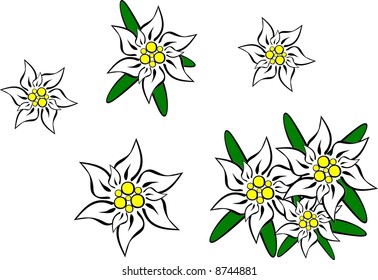 Edelweiss flowers - vector.