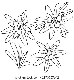 Edelweiss flowers. Vector black and white coloring page.