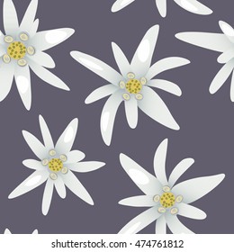 Edelweiss flowers.Seamless pattern. Vector illustration.