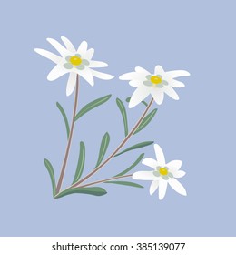 Edelweiss flowers.Vector illustration.