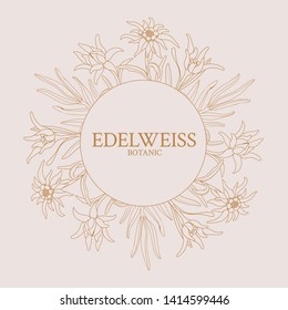 Edelweiss. Frame with edelweiss flowers on a pink background