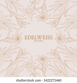 Edelweiss. Frame with edelweiss flowers on a pink background