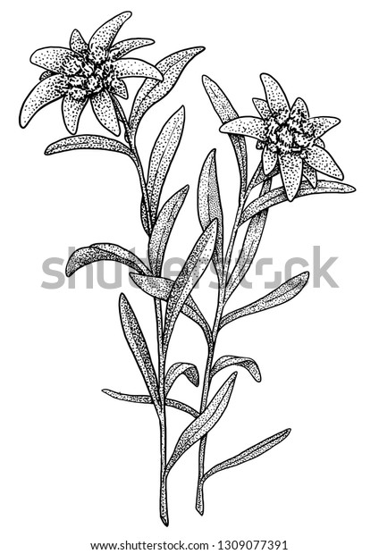 Featured image of post Edelweiss Botanical Drawing Are you searching for edelweiss png images or vector