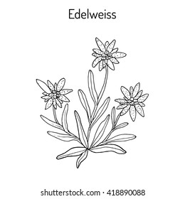 Edelweiss (leontopodium alpinum) flower. Hand drawn botanical vector illustration