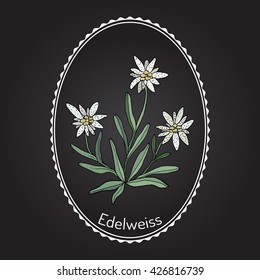 Edelweiss (leontopodium alpinum) flower. Hand drawn botanical vector illustration