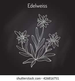Edelweiss (leontopodium alpinum) flower. Hand drawn botanical vector illustration