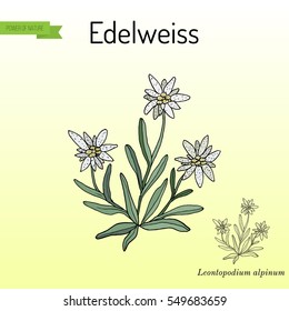 Edelweiss (leontopodium alpinum) flower. Hand drawn botanical vector illustration